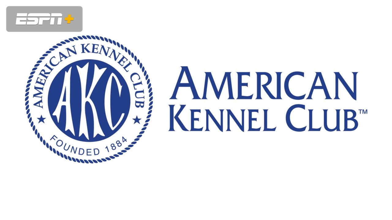 AKC Diving Dogs: Santa Splash