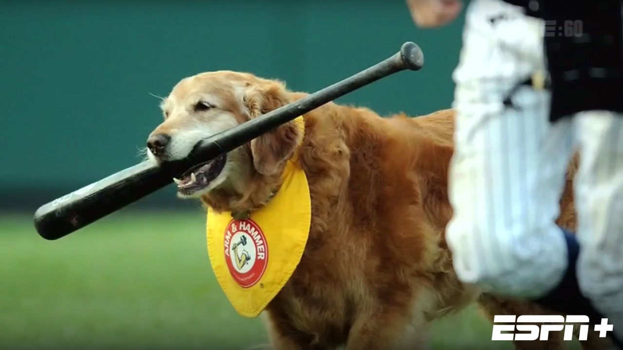 Bat Dogs