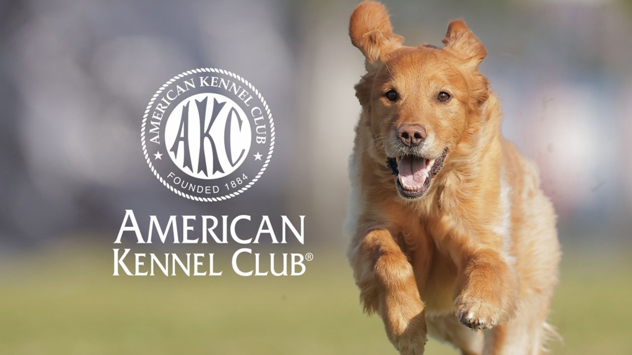 AKC Junior Agility Competition