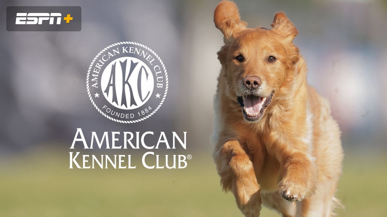 AKC Diving Dogs: Santa Splash